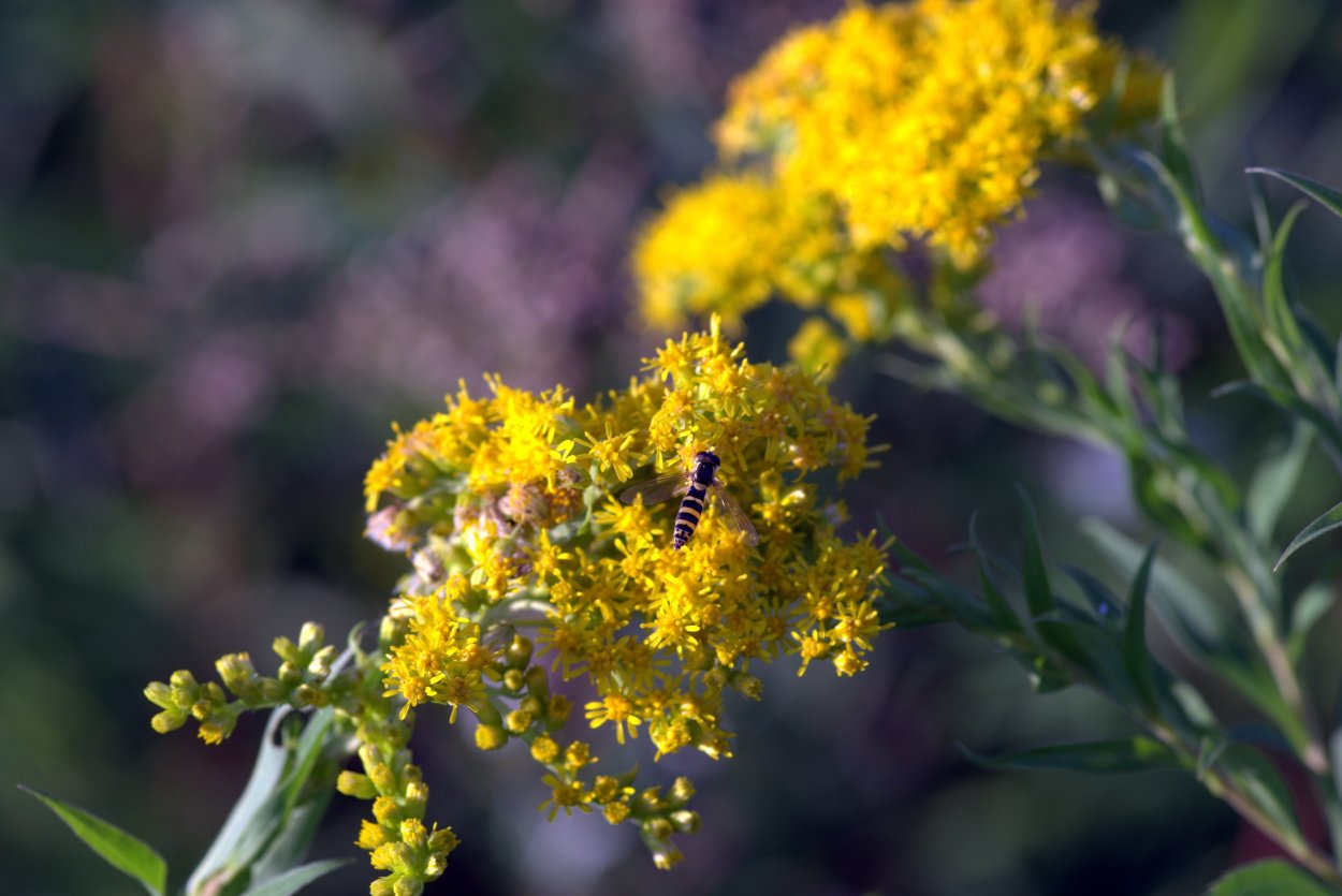 Многолистник Луговой желтый