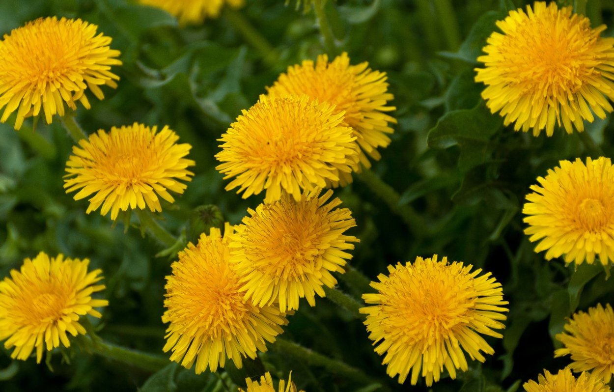 Майский одуванчик