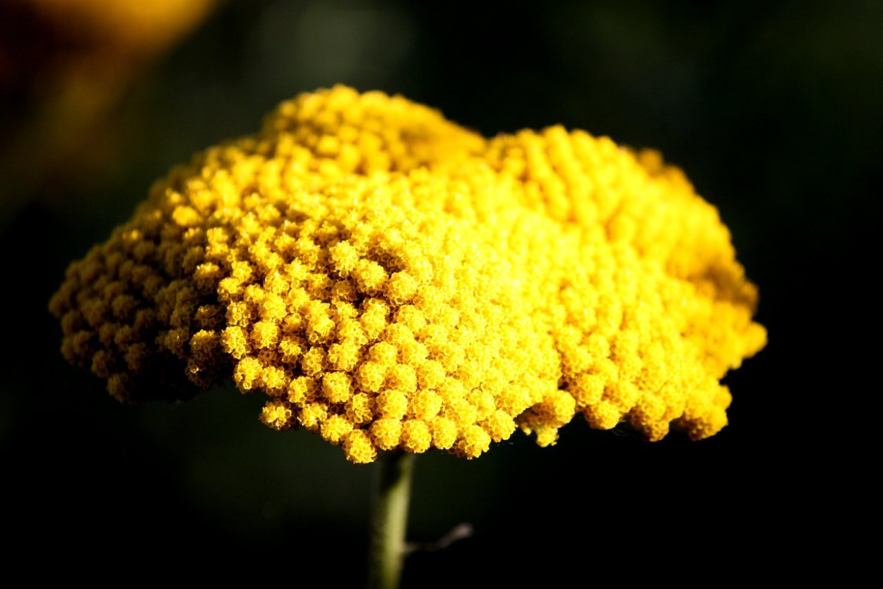 Тысячелистник Achillea Йеллоу Буке