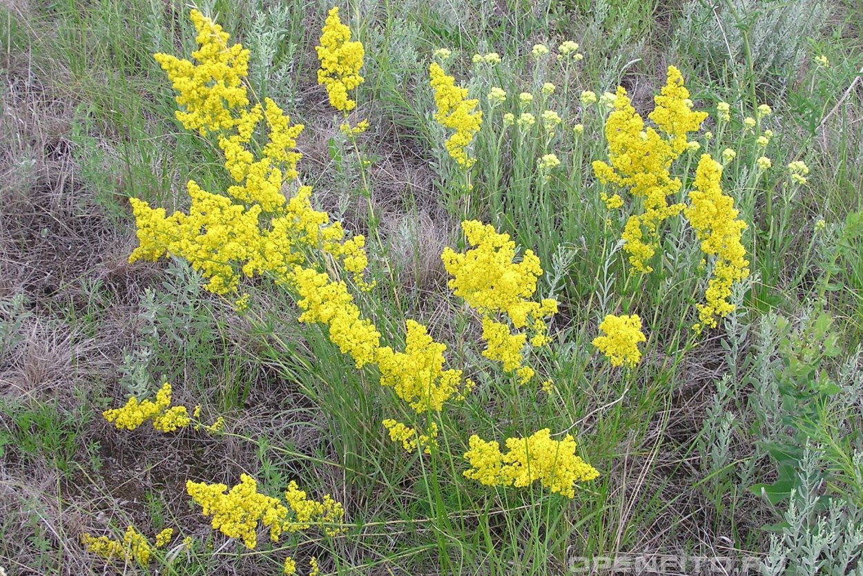 Подмаренник цветок