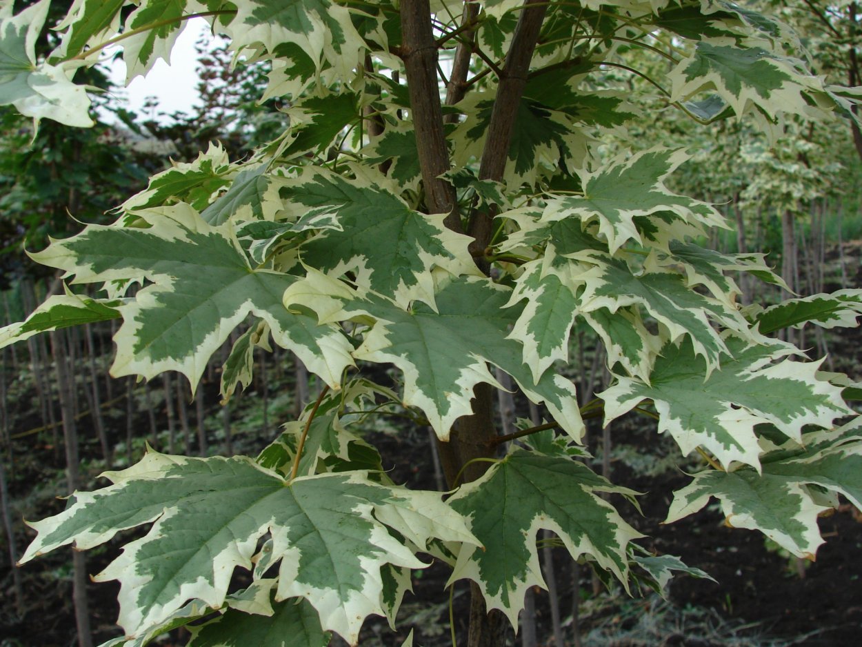 Клён мелколистный, остролистный