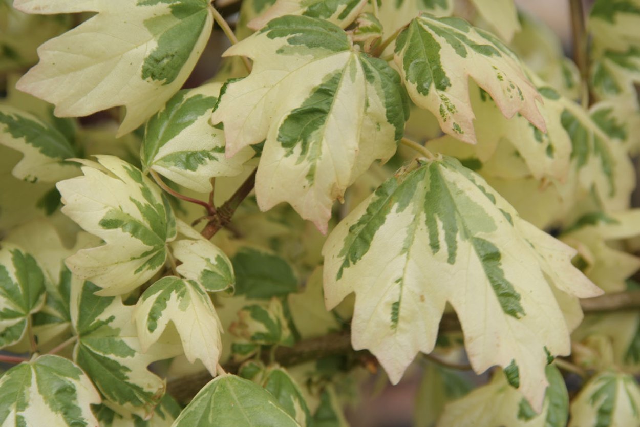 Клен ясенелистный вариегатный