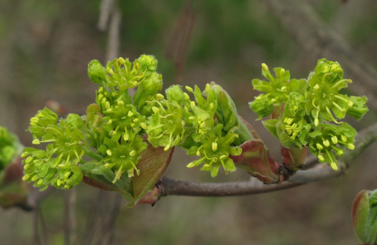 Phyllonorycter acerifoliella