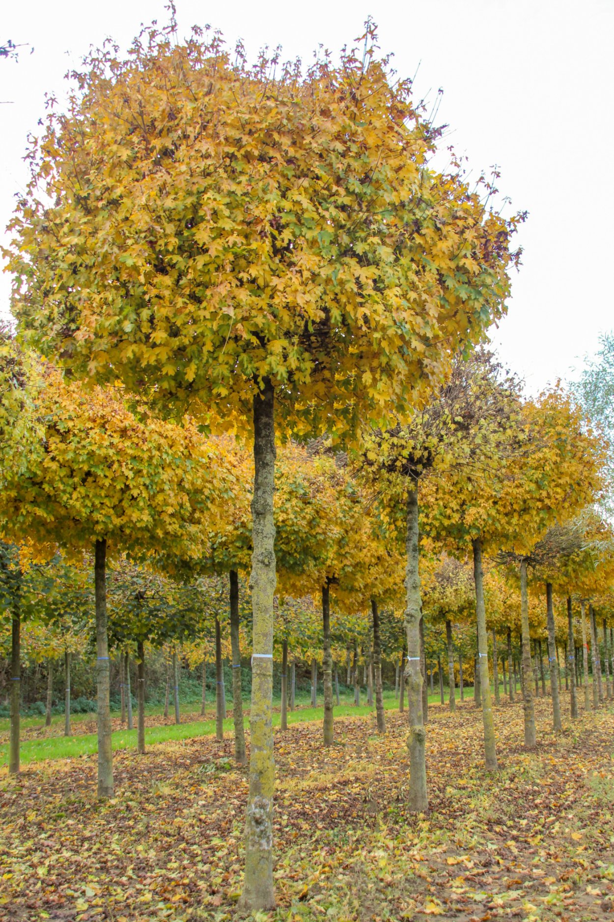 Клен остролистный лист