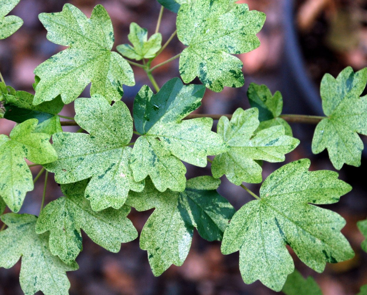 Acer Campestre клён полевой Carnival