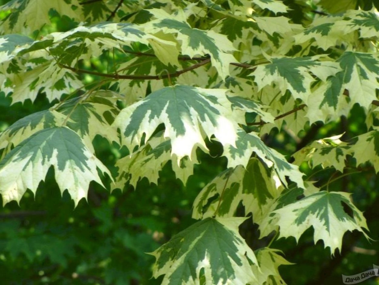Клен канадский остролистный