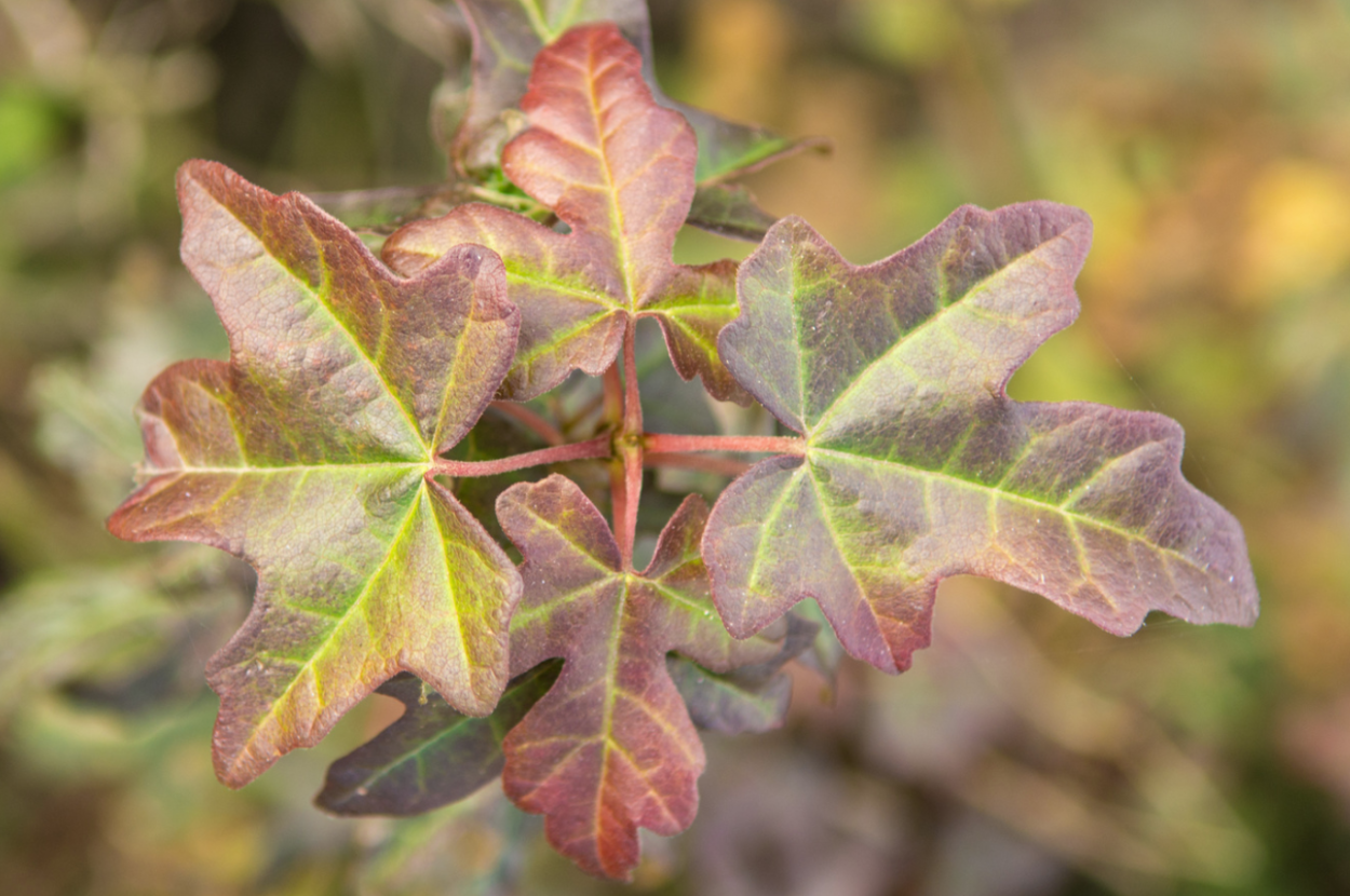 Клен полевой Карнивал