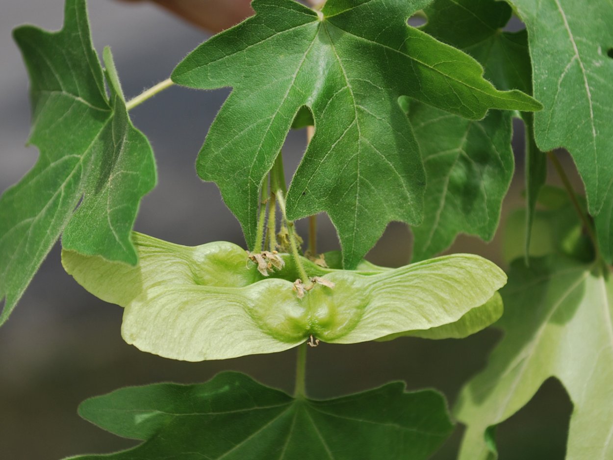 Клен Друмонди остролистный осень