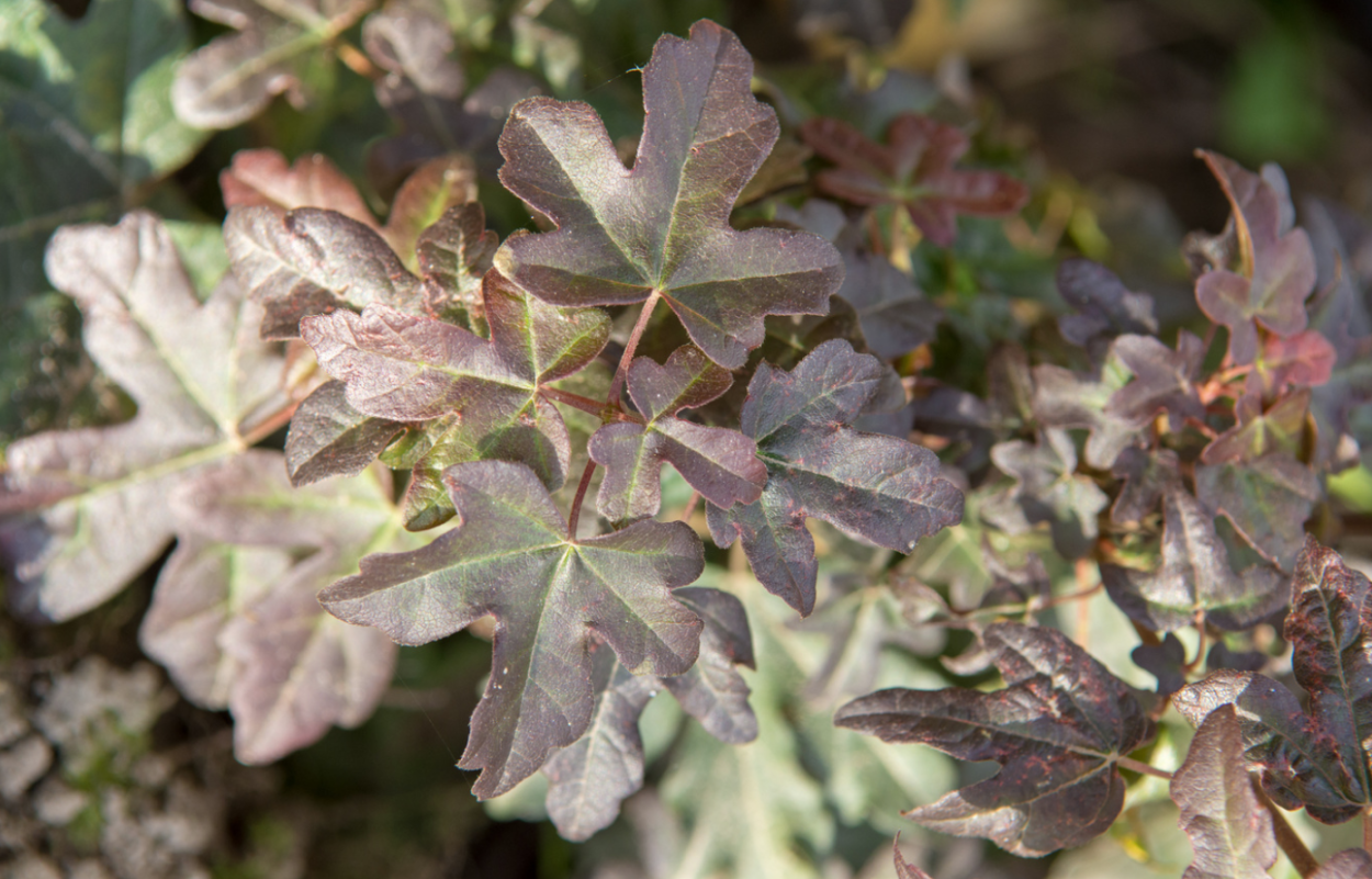 Acer Campestre Huibers Elegant