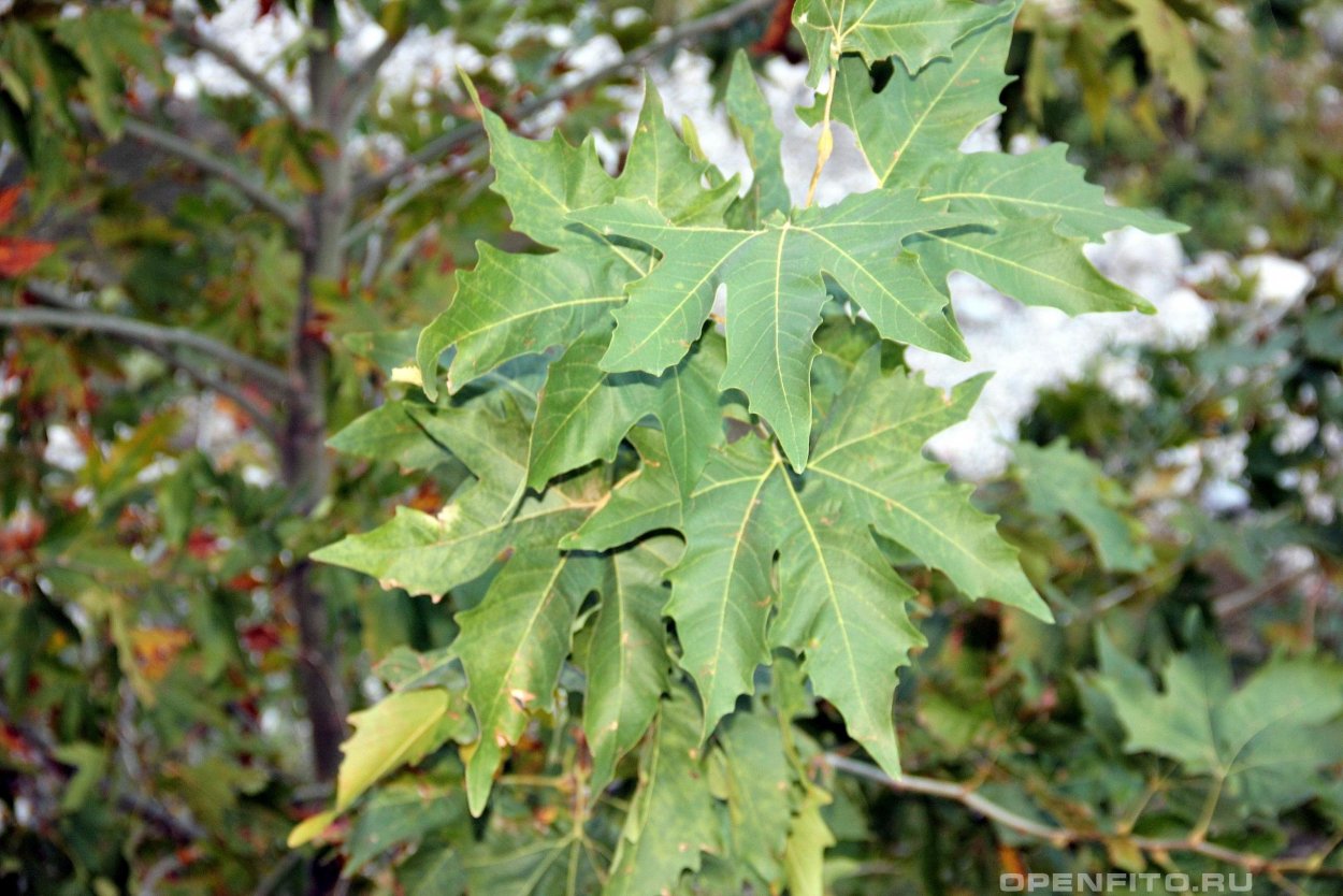 Ворох листьев сухих