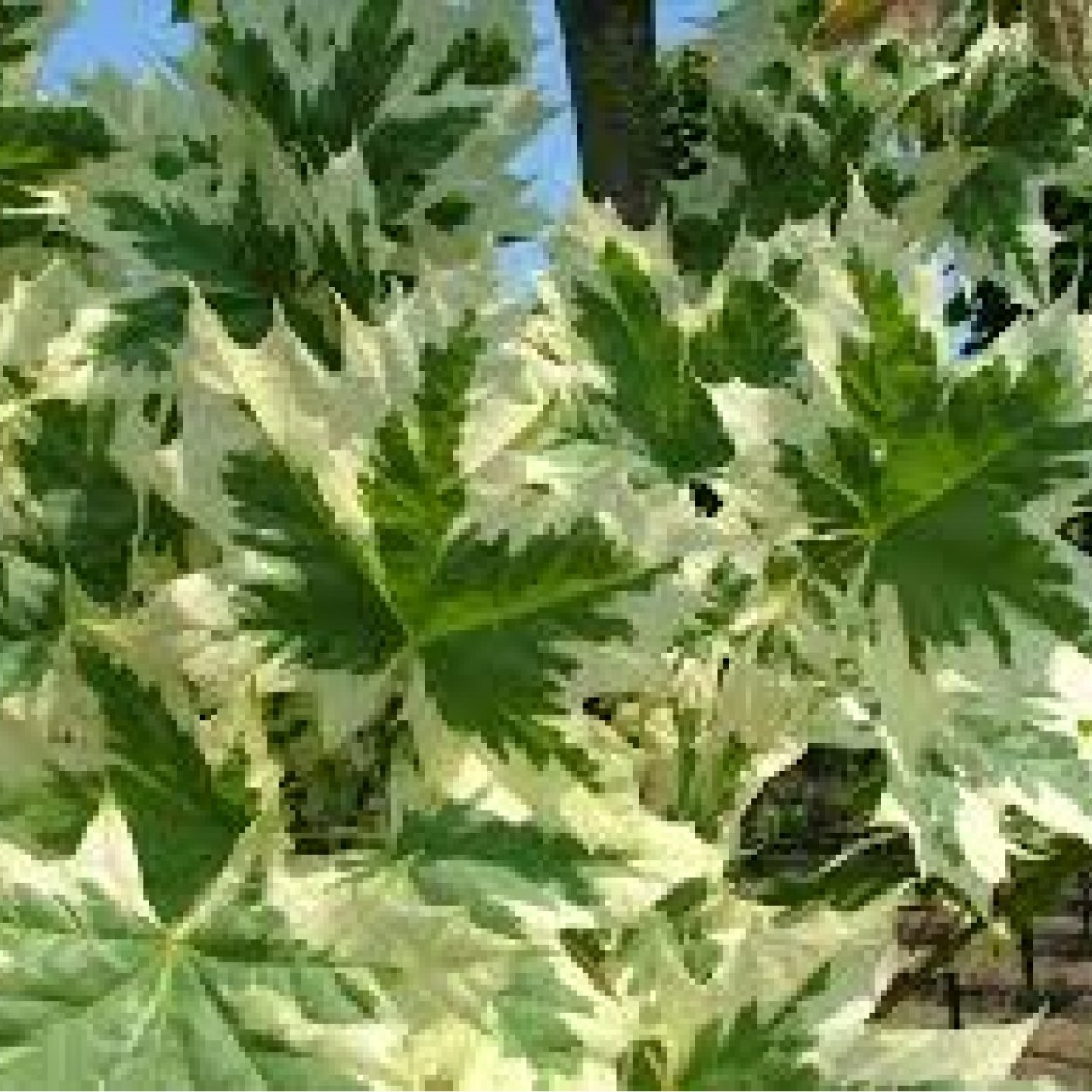 Клен Ложноплатановый (Acer pseudoplatanus)