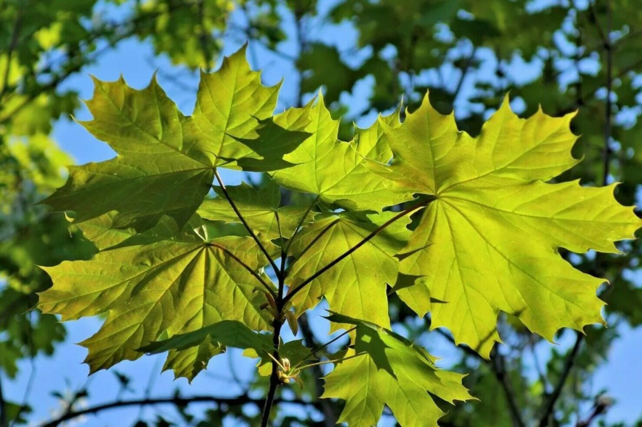 Платан испанский кленолистный
