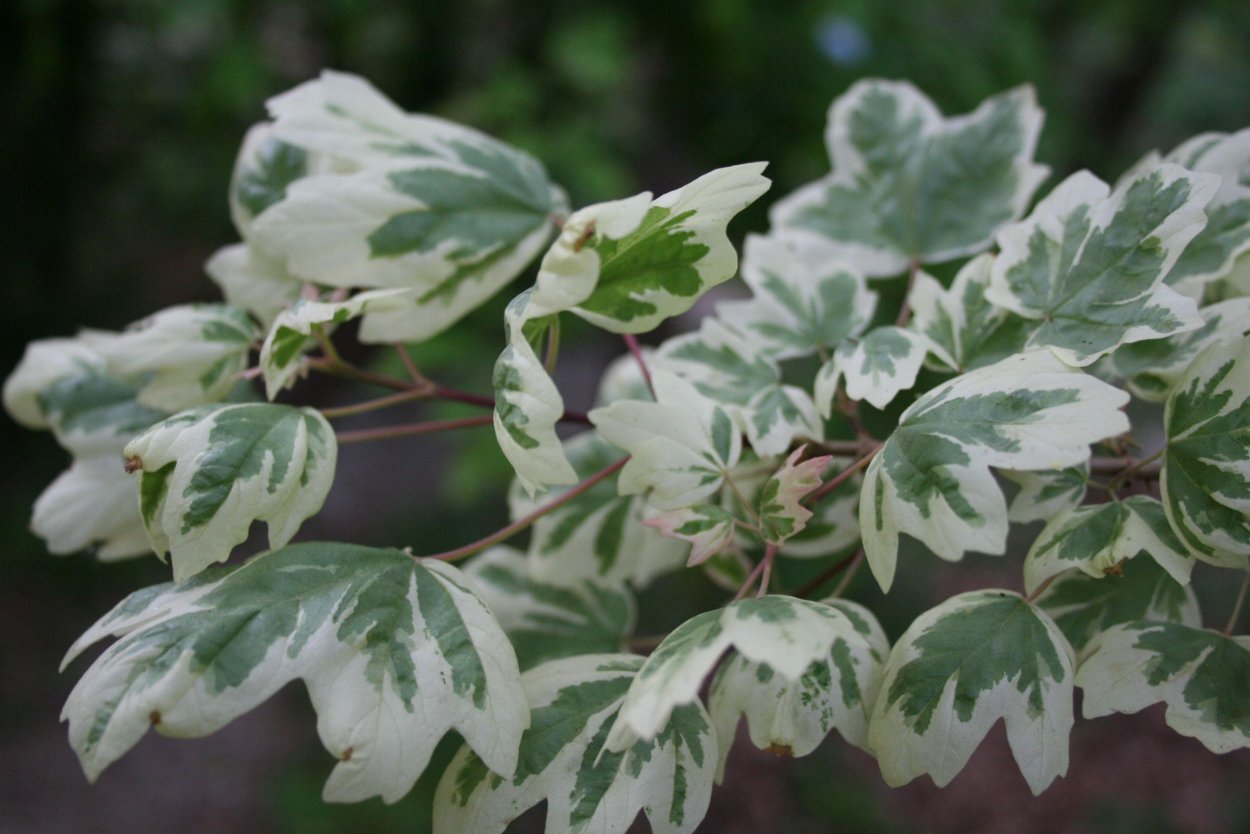 Клен полевой pulverulentum