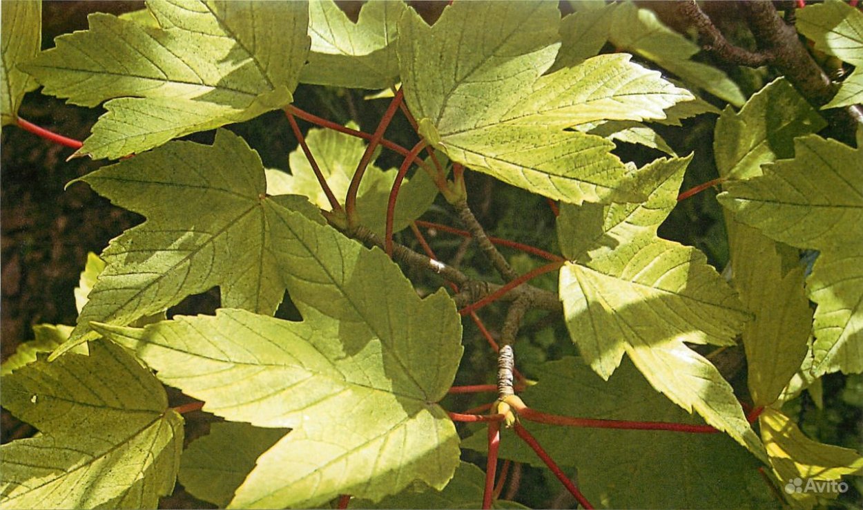 Клен остролистный (Acer platanoides)