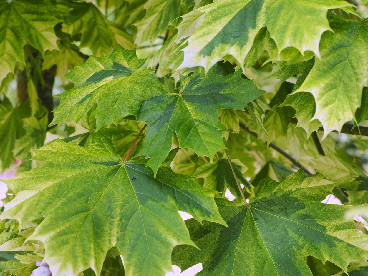 Acer Campestre лист