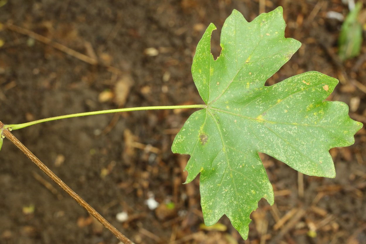 Клен остролистный друммонди