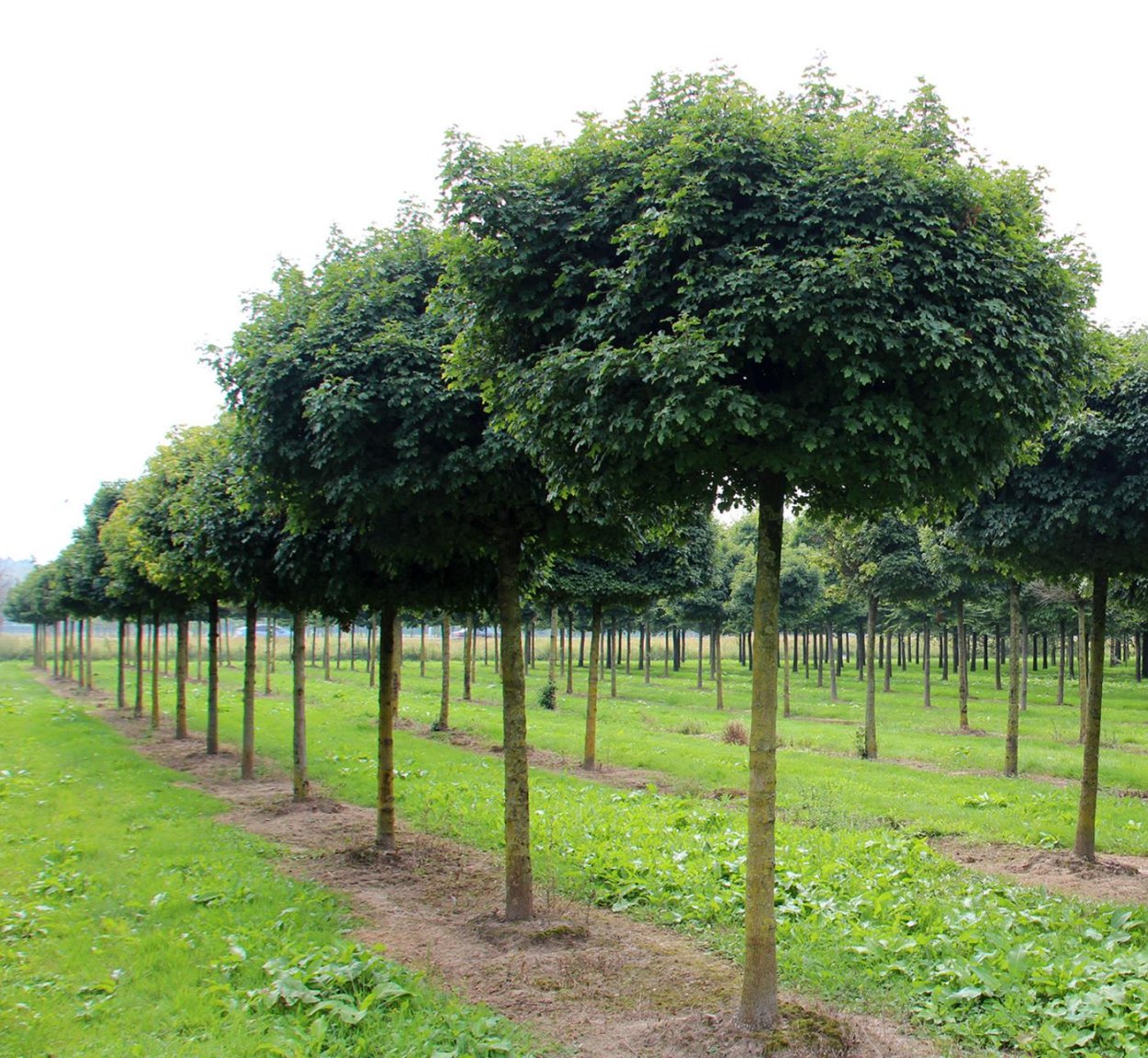 Acer Campestre Red Shine