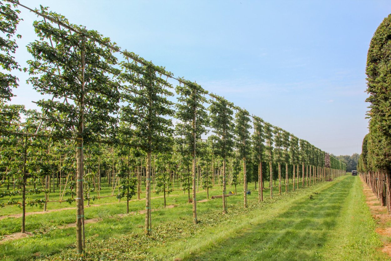 Клен остролистный Acer platanoides dissectum