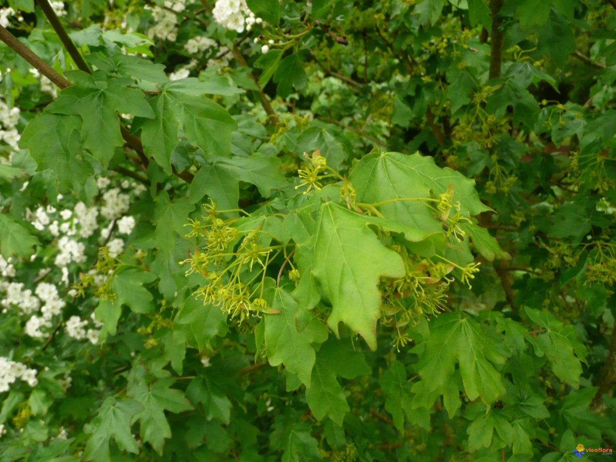 Клен Ложноплатановый Явор