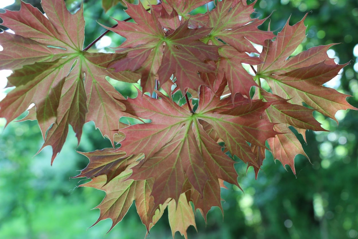 Acer Campestre Red Shine