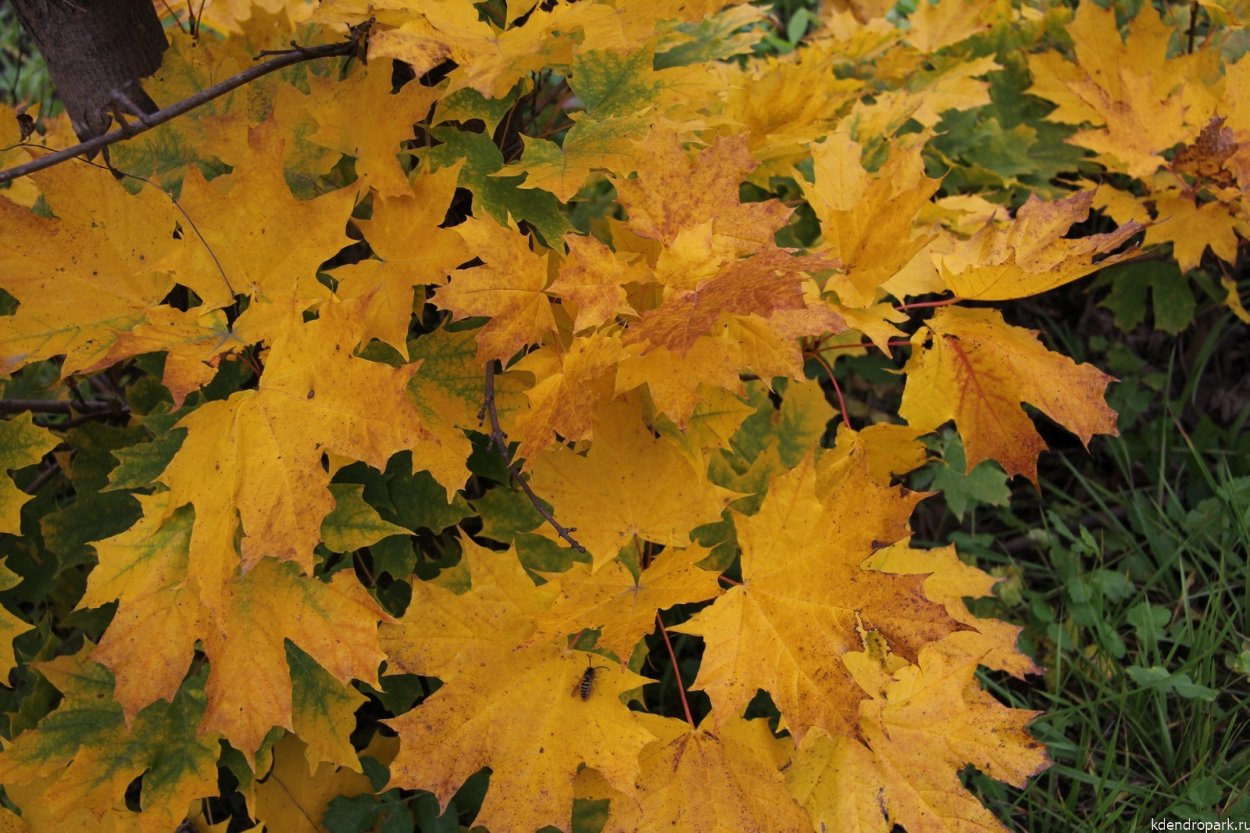 Клен полевой ред Шайн