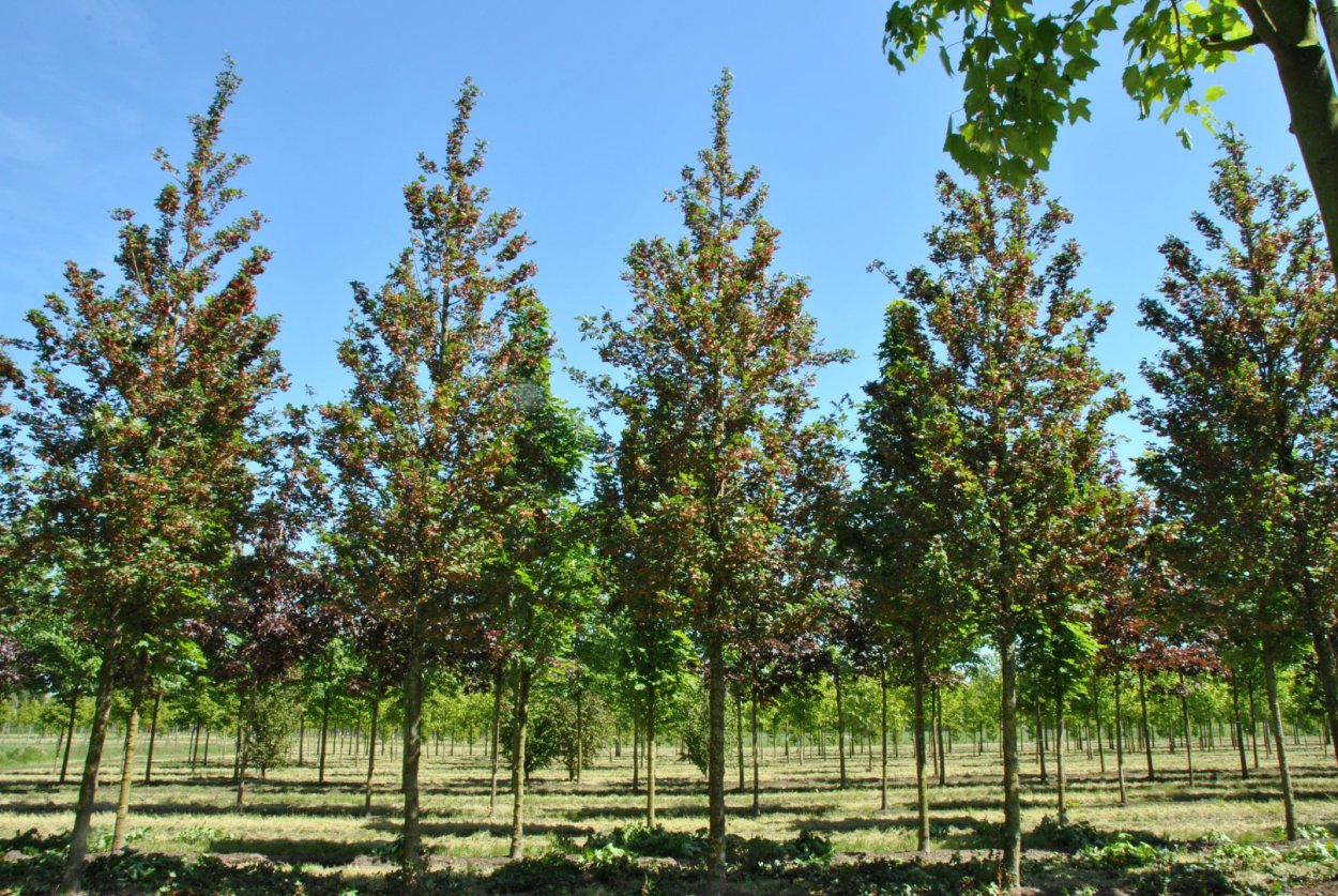 Клён остролистный и полевой