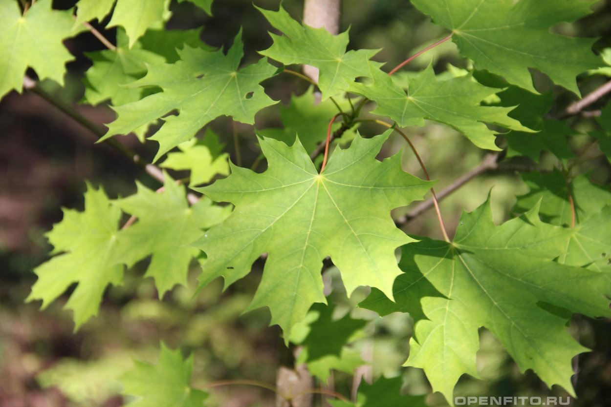 Клен ясенелистный variegatum