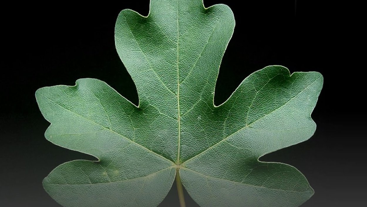 Клён сахаристый (Acer saccharinum)