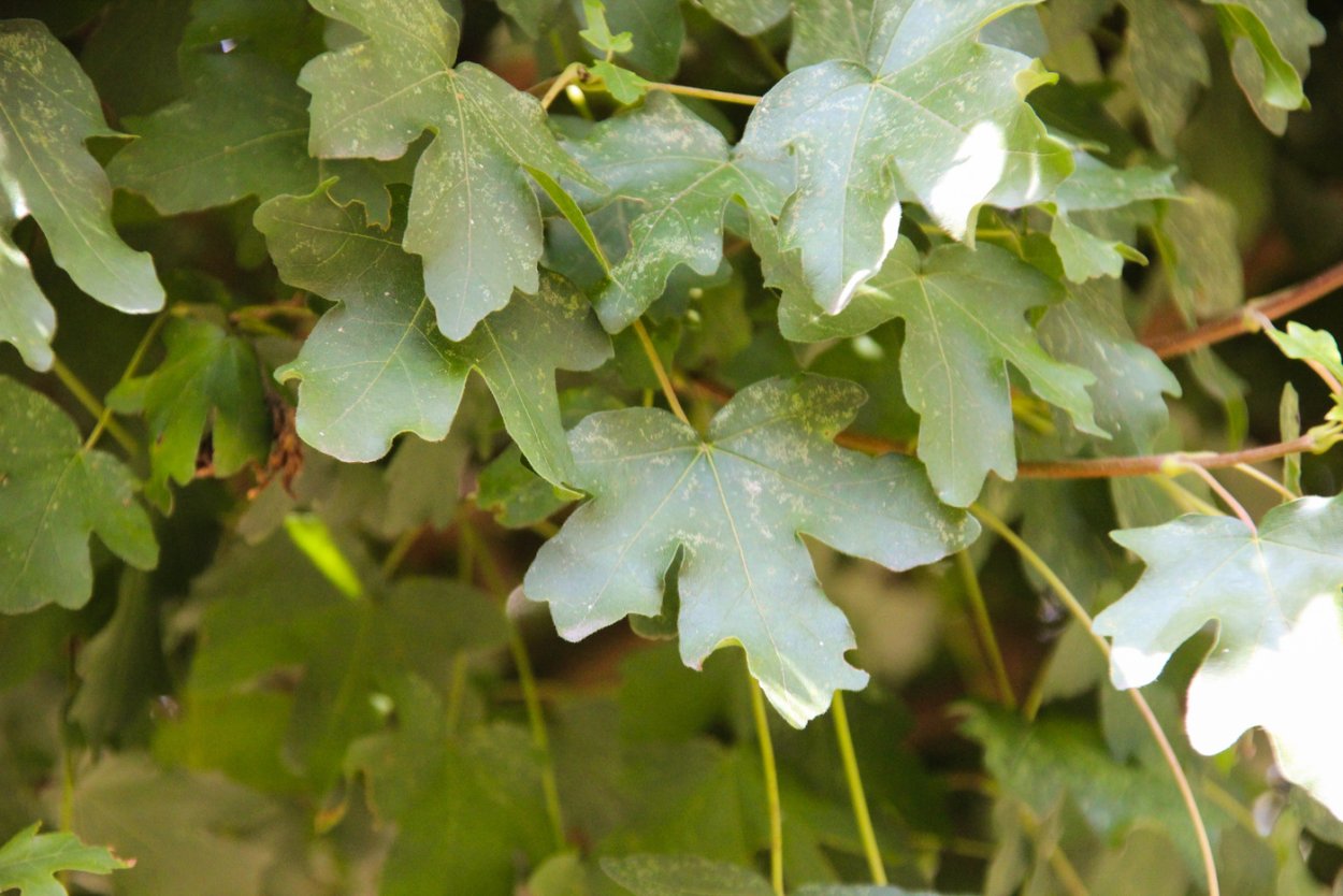 Клен полевой Нанум