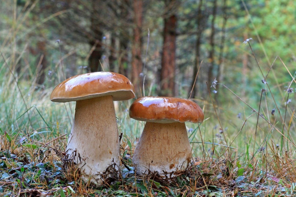 Boletus хвойный лес