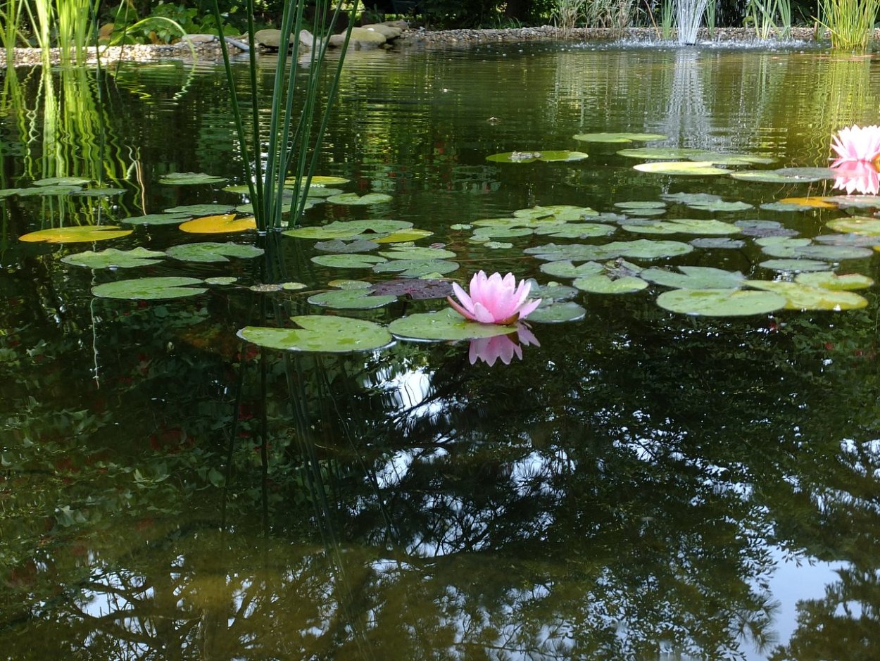 Лотос, рогоз, кувшинка