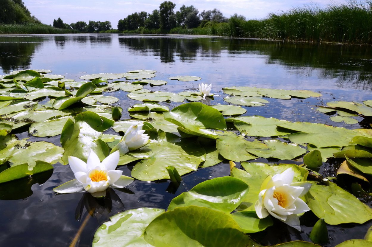 Кувшинка Речная
