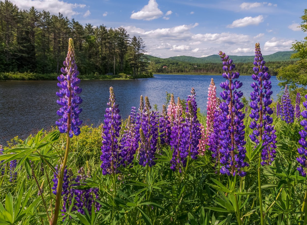 Люпин обыкновенный