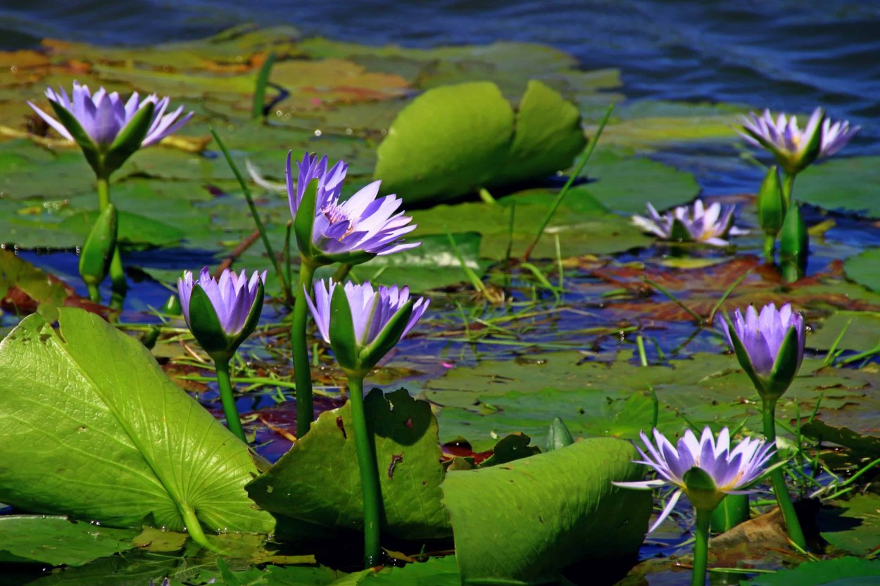 Гидрофиты кувшинка