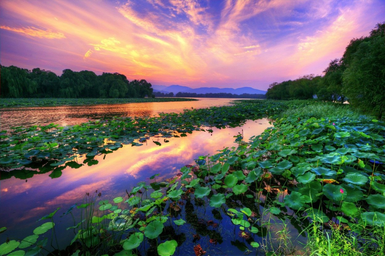 Лотосовые поля Астрахань