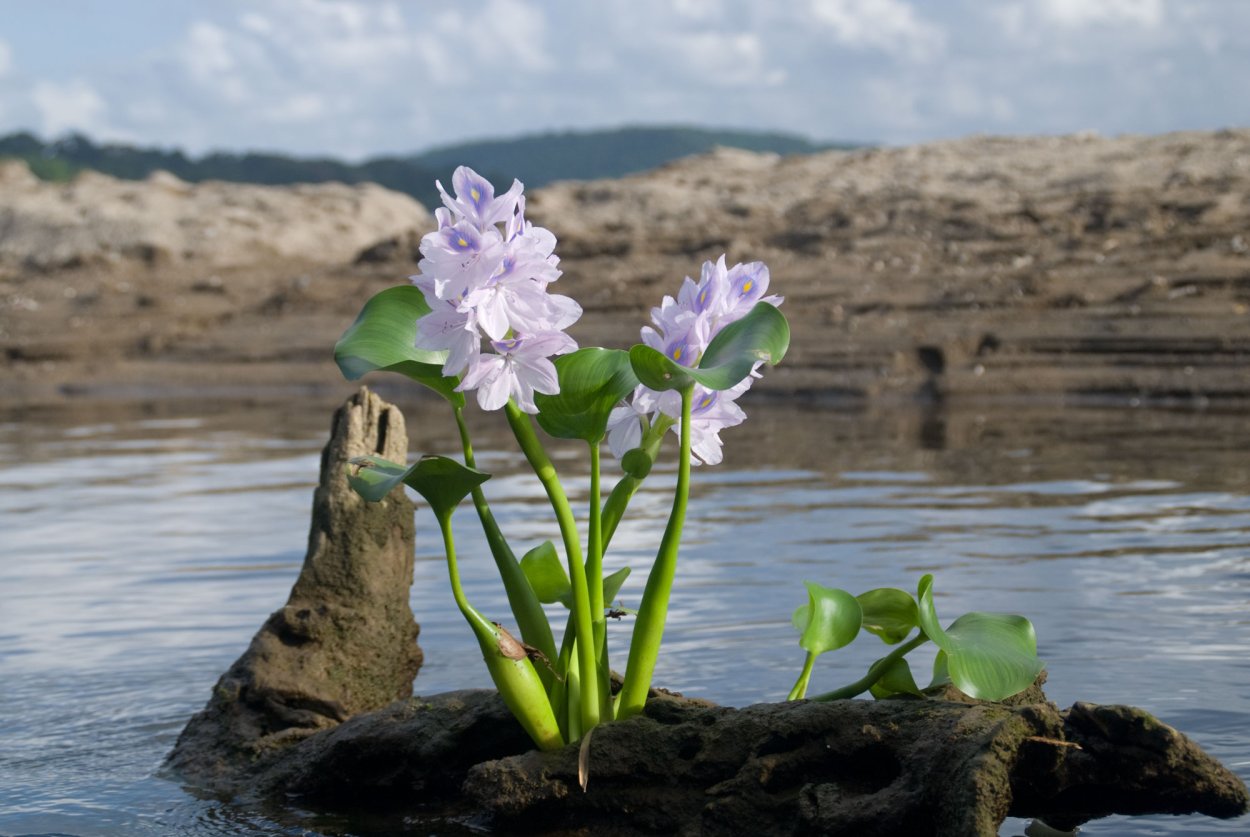 Цветы на берегу реки
