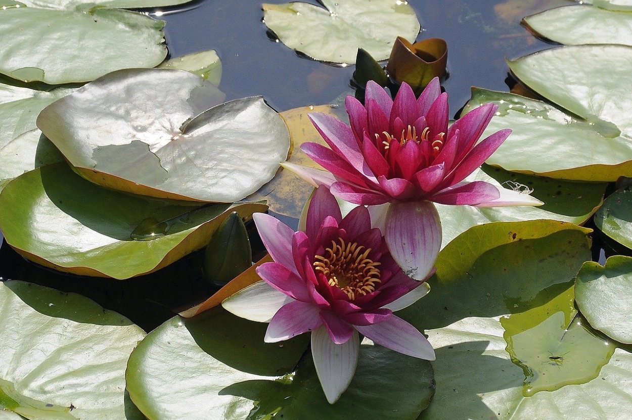 Нимфея Садовая