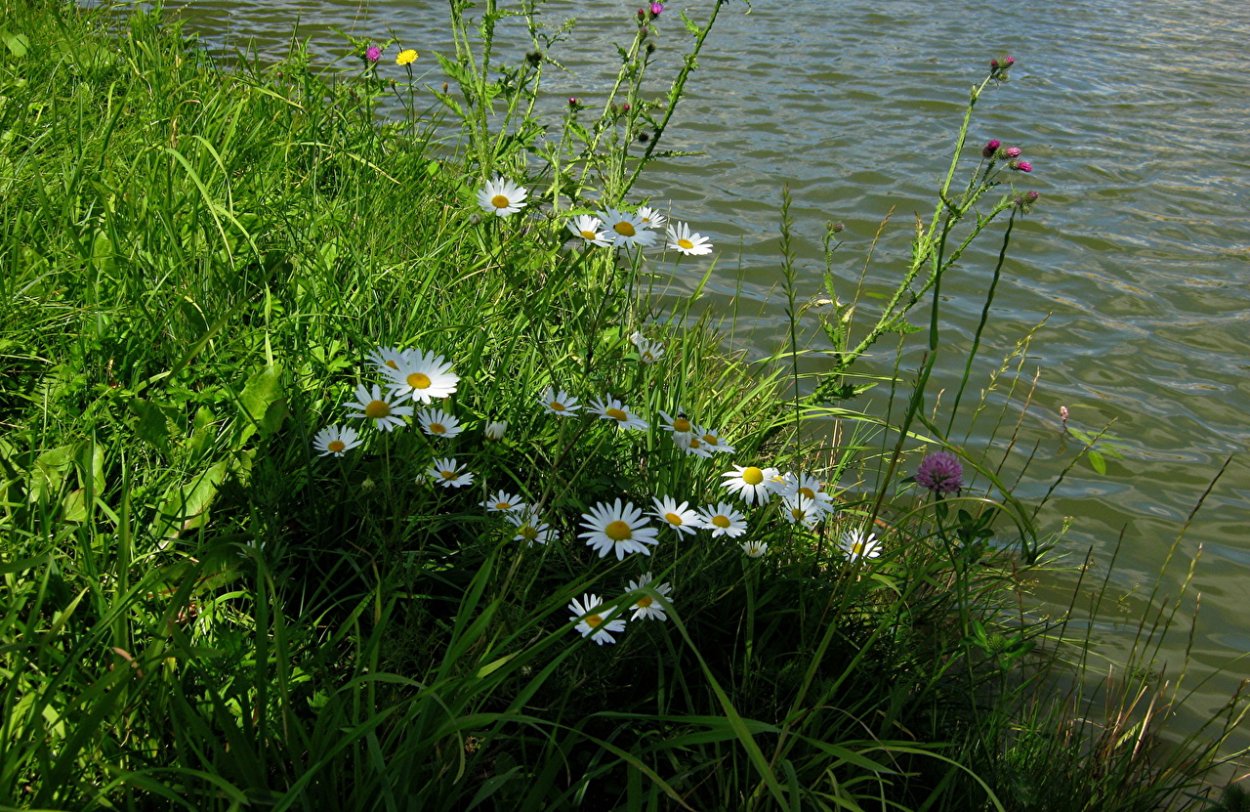 Ромашки у пруда