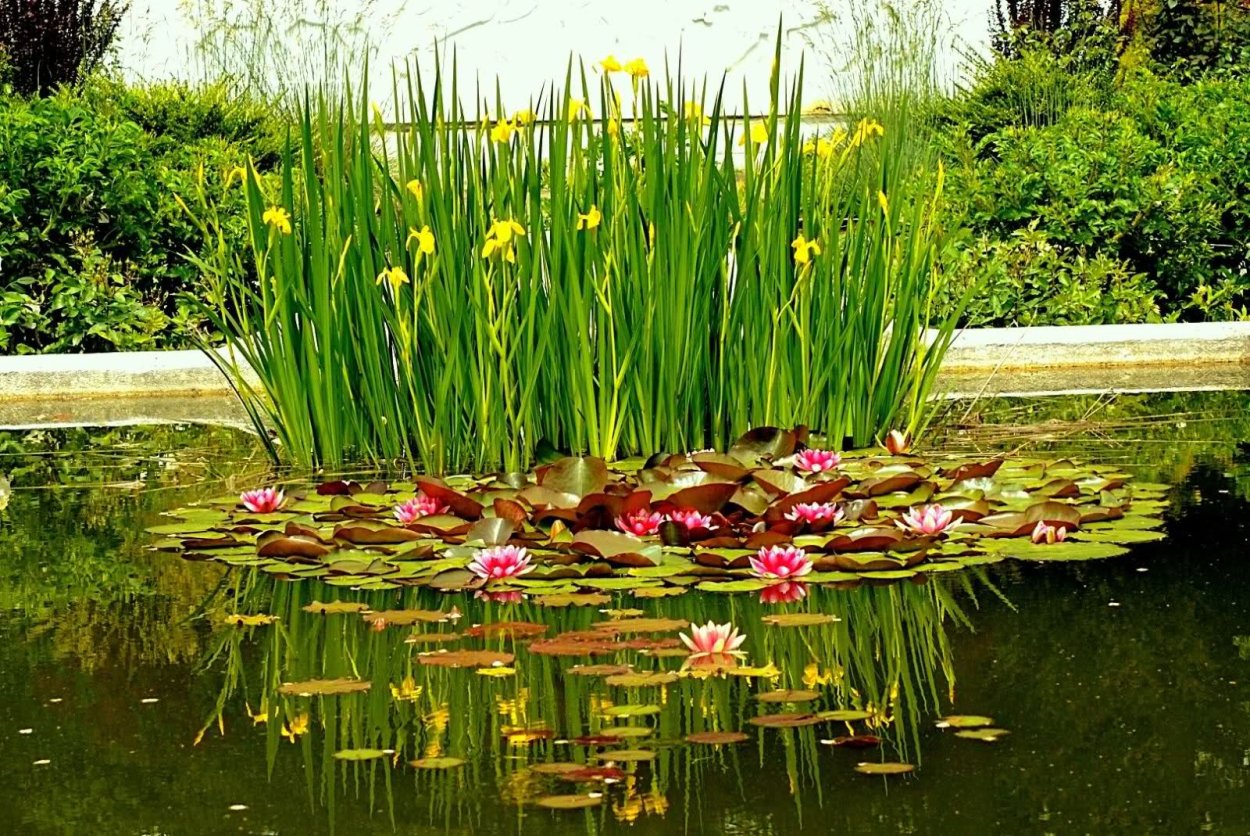 Камыш для биоплато