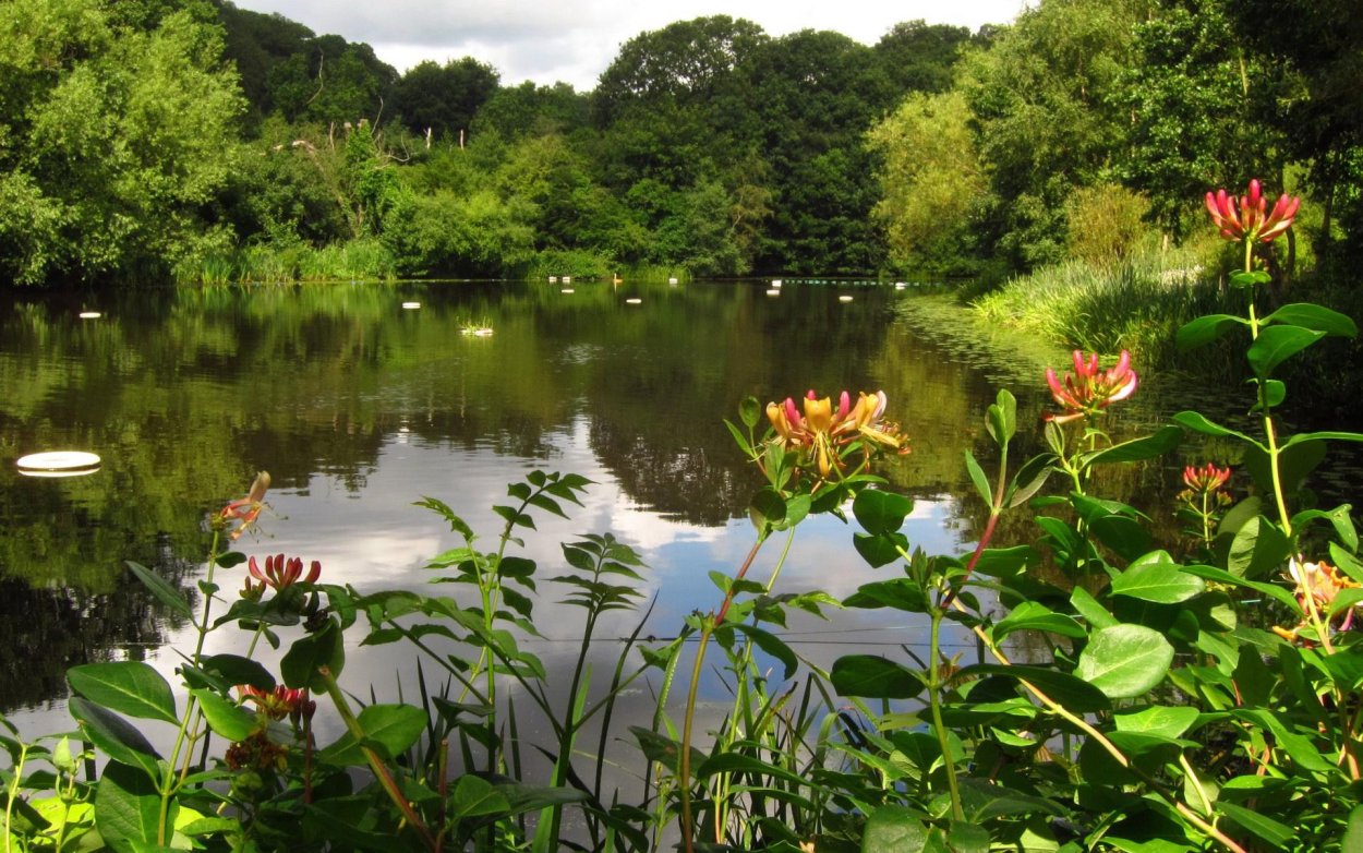 Лондон парк прудик