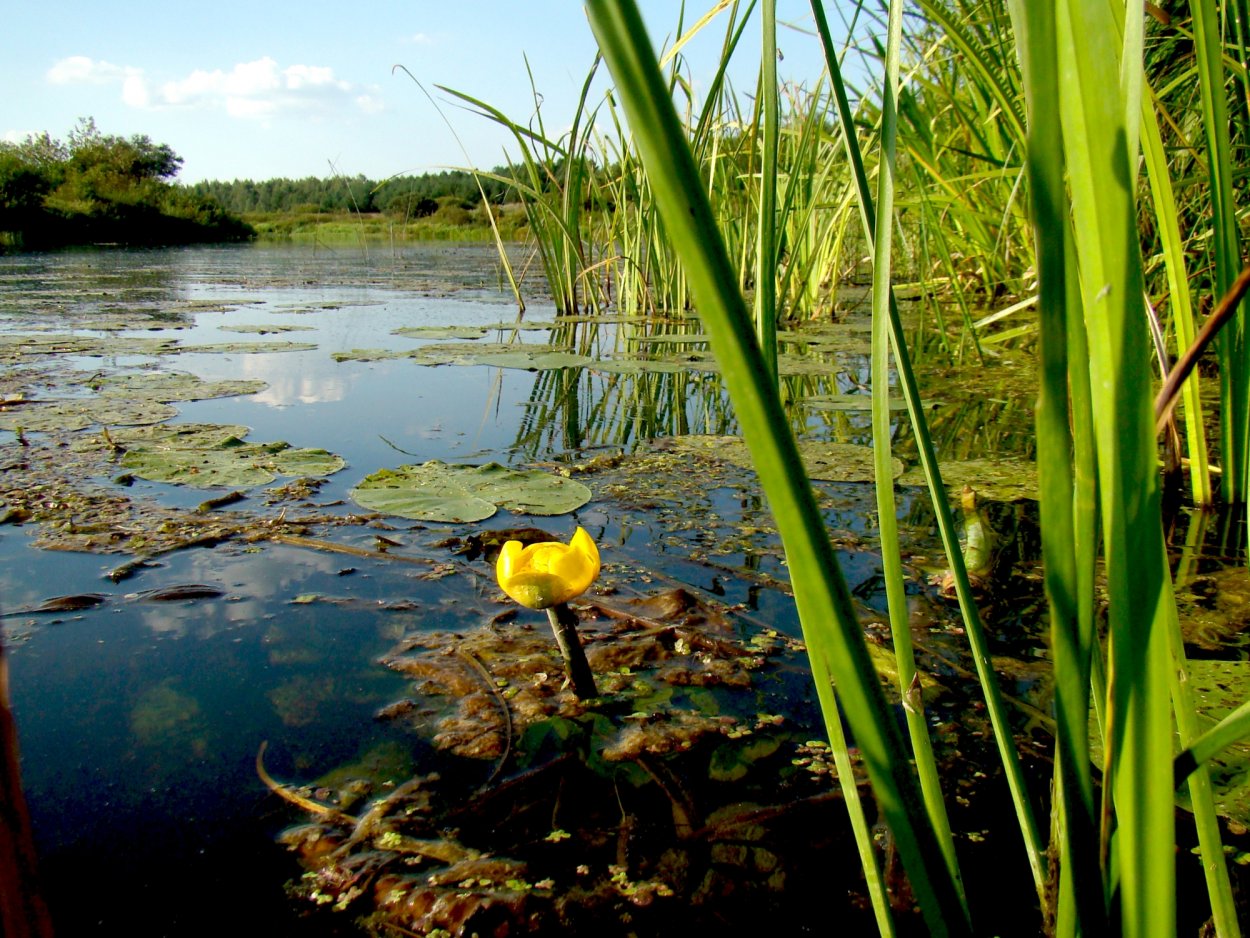 Кубышка кувшинка стрелолист