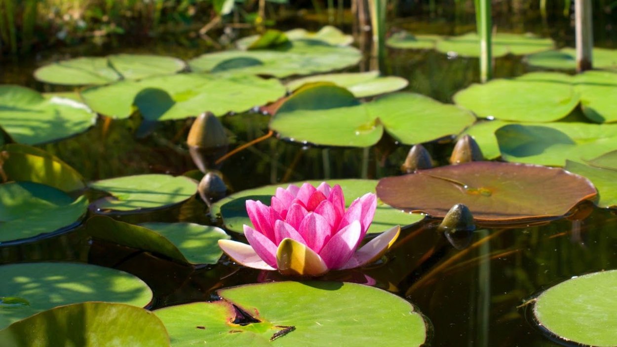 Прозрачность водоемов