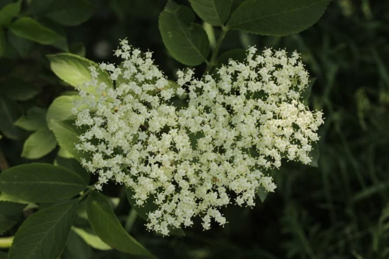 Sambucus nigra
