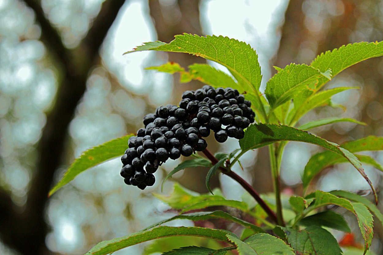 Бузина Кавказская