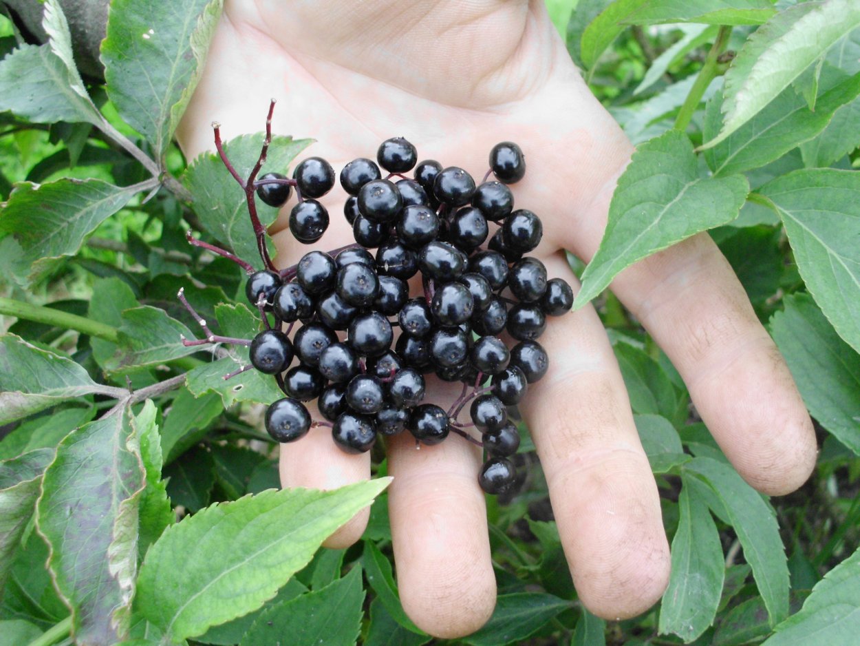 Черная ягода Elderberry