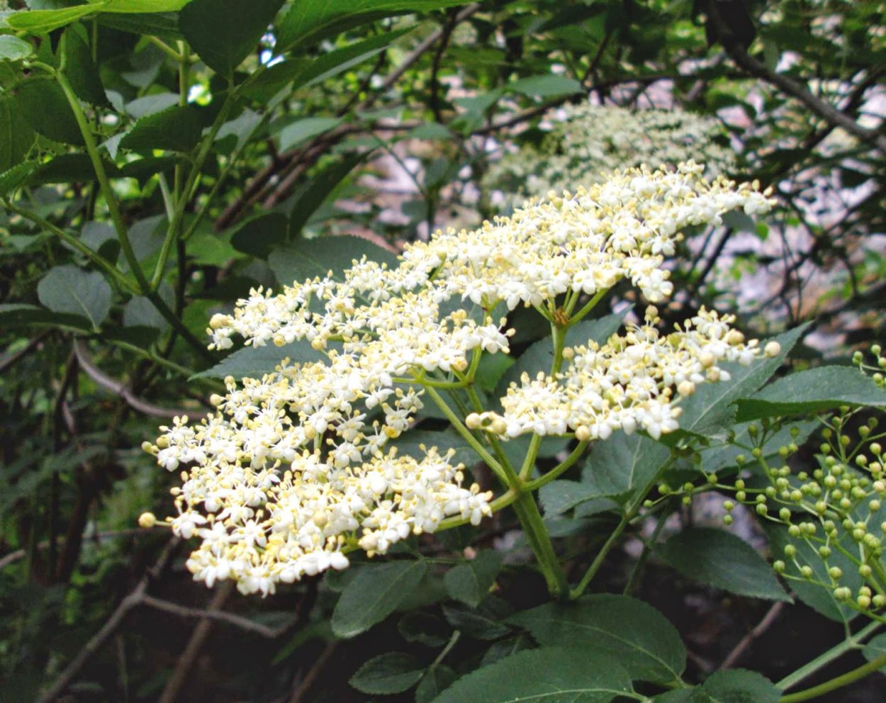 Бузина черная laciniata