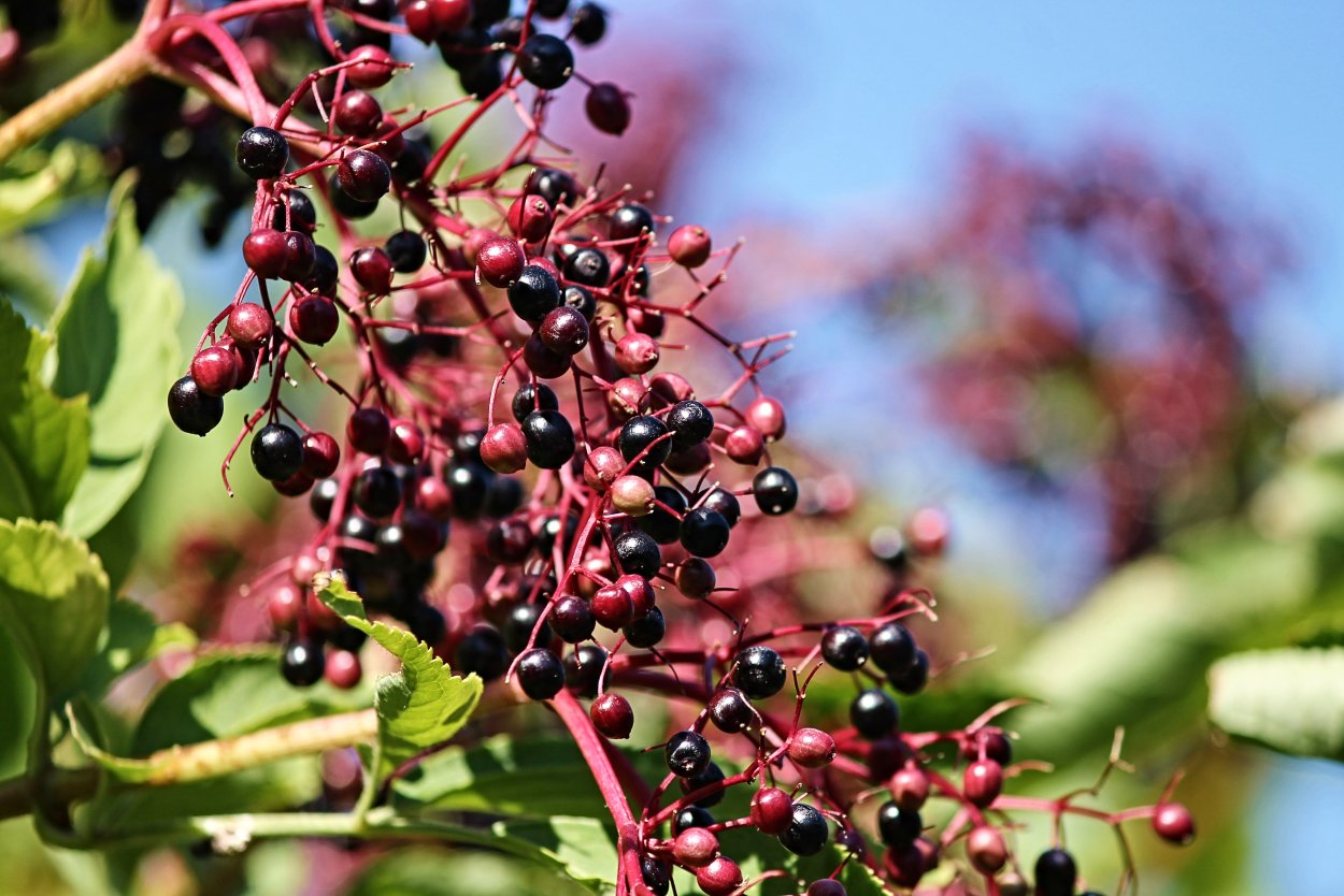 Elderberry Tree