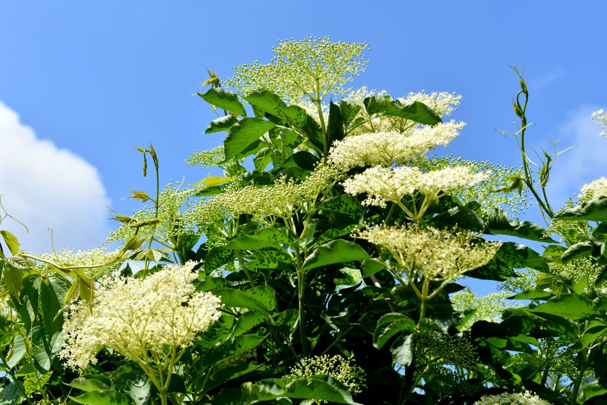 Бузина таволга