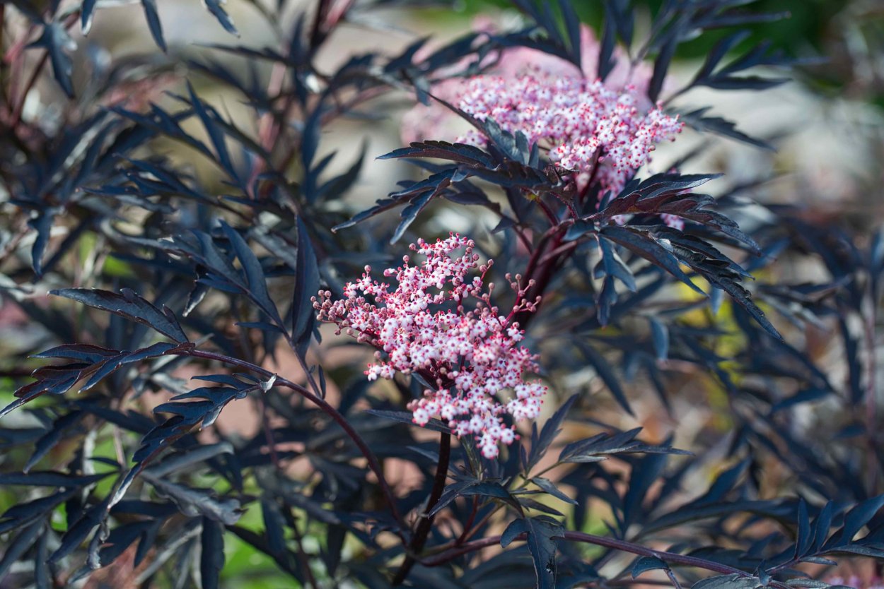 Бузина Сибирская (Sambucus racemosa l.)