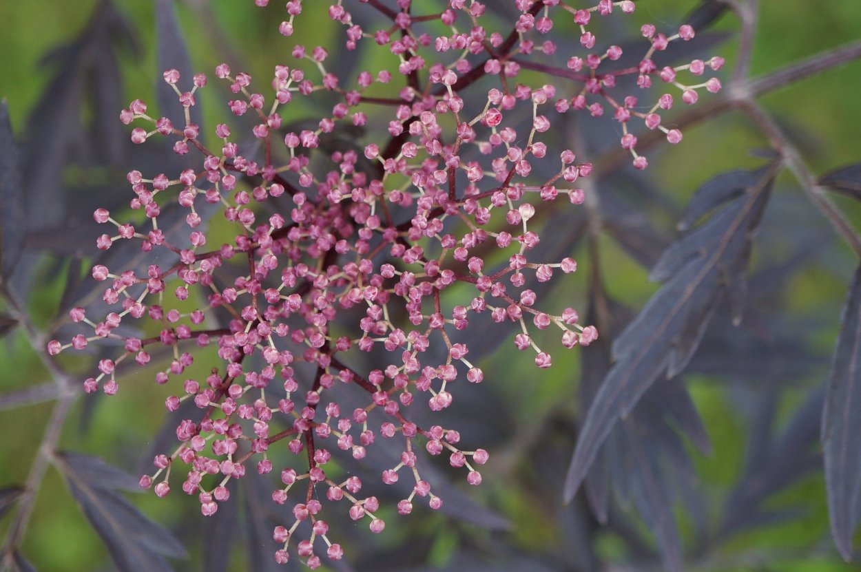 Бузина черная (Sambucus nigra)